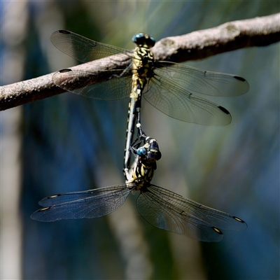 Hemigomphus heteroclytus (Stout Vicetail) at Strathnairn, ACT - 8 Jan 2023 by KorinneM