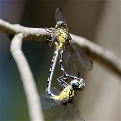 Hemigomphus heteroclytus at Strathnairn, ACT - 8 Jan 2023 04:11 PM