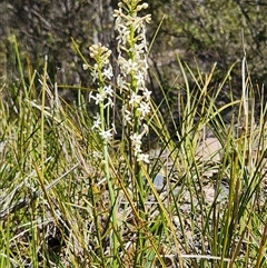 Stackhousia monogyna (Creamy Candles) at Uriarra Village, ACT - 14 Sep 2024 by rangerstacey