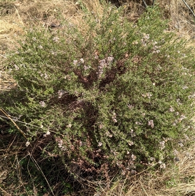 Chrysocephalum semipapposum (Clustered Everlasting) at Tharwa, ACT - 14 Sep 2024 by JP95