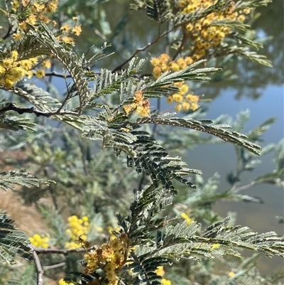 Acacia dealbata subsp. dealbata (Silver Wattle) at Oallen, NSW - 13 Sep 2024 by JaneR