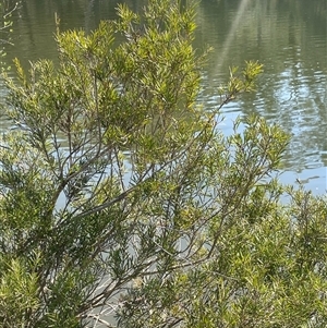 Callistemon sieberi at Oallen, NSW - 13 Sep 2024