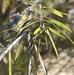 Callistemon sieberi at Oallen, NSW - 13 Sep 2024 11:40 AM