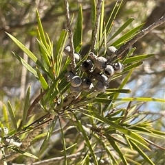 Callistemon sieberi at Oallen, NSW - 13 Sep 2024 11:40 AM