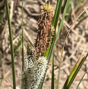 Carex gaudichaudiana at Oallen, NSW - 13 Sep 2024 12:01 PM