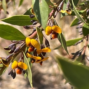 Daviesia latifolia at Oallen, NSW - 13 Sep 2024 11:21 AM