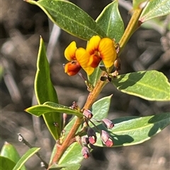 Daviesia latifolia at Oallen, NSW - 13 Sep 2024 11:21 AM