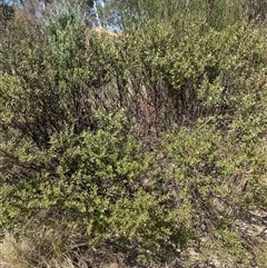 Daviesia latifolia at Oallen, NSW - 13 Sep 2024 11:21 AM