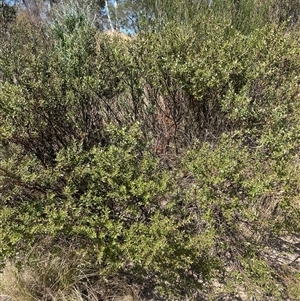 Daviesia latifolia at Oallen, NSW - 13 Sep 2024