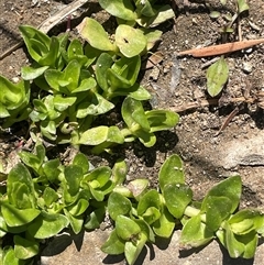 Gratiola peruviana (Australian Brooklime) at Oallen, NSW - 13 Sep 2024 by JaneR