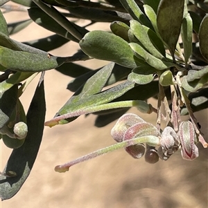 Grevillea arenaria subsp. arenaria at Oallen, NSW - 13 Sep 2024 11:04 AM