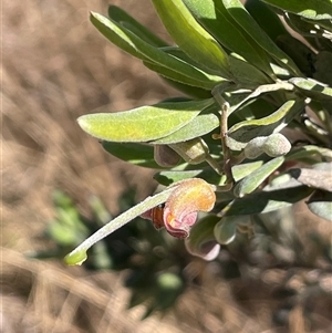 Grevillea arenaria subsp. arenaria at Oallen, NSW - 13 Sep 2024 11:04 AM