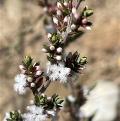 Styphelia attenuata (Small-leaved Beard Heath) at Oallen, NSW - 13 Sep 2024 by JaneR