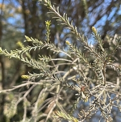 Melaleuca parvistaminea (Small-flowered Honey-myrtle) at Oallen, NSW - 13 Sep 2024 by JaneR