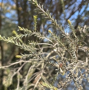 Melaleuca parvistaminea at Oallen, NSW - 13 Sep 2024