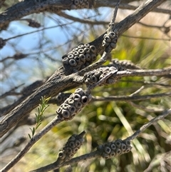 Melaleuca parvistaminea at Oallen, NSW - 13 Sep 2024 11:28 AM