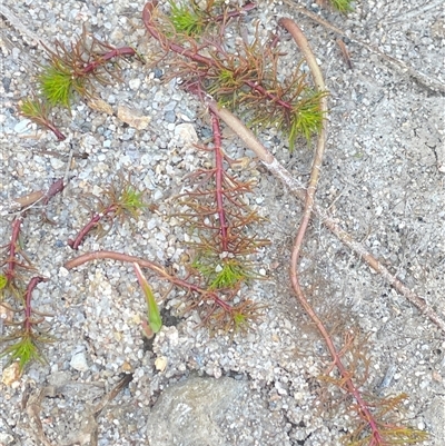 Myriophyllum sp. (Water-milfoil) at Oallen, NSW - 13 Sep 2024 by JaneR