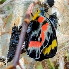 Delias harpalyce (Imperial Jezebel) at Kambah, ACT - 13 Sep 2024 by HelenCross