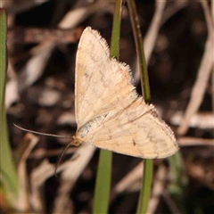 Scopula rubraria (Reddish Wave, Plantain Moth) at Gundaroo, NSW - 12 Sep 2024 by ConBoekel