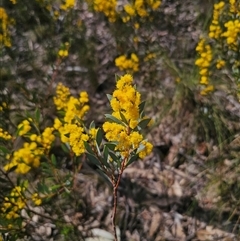 Acacia buxifolia subsp. buxifolia (Box-leaf Wattle) at Captains Flat, NSW - 14 Sep 2024 by Csteele4