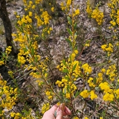 Acacia buxifolia subsp. buxifolia at Captains Flat, NSW - 14 Sep 2024 12:37 PM