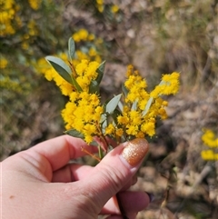 Acacia buxifolia subsp. buxifolia at Captains Flat, NSW - 14 Sep 2024