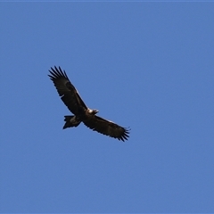 Aquila audax at Fyshwick, ACT - 13 Sep 2024