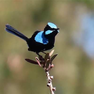 Malurus cyaneus (Superb Fairywren) at Fyshwick, ACT - 13 Sep 2024 by RodDeb