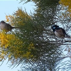 Malurus cyaneus at Fyshwick, ACT - 13 Sep 2024 12:57 PM