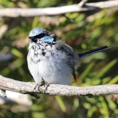 Malurus cyaneus at Fyshwick, ACT - 13 Sep 2024 12:57 PM