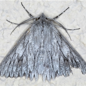 Cyneoterpna wilsoni at Ainslie, ACT - 9 Sep 2024