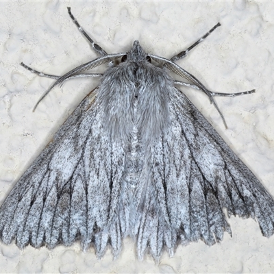 Cyneoterpna wilsoni (Cyneoterpna wilsoni) at Ainslie, ACT - 9 Sep 2024 by jb2602