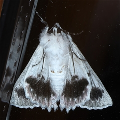 Cyneoterpna wilsoni at Ainslie, ACT - 9 Sep 2024