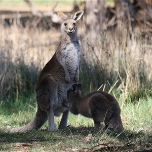 Macropus giganteus at Fyshwick, ACT - 13 Sep 2024