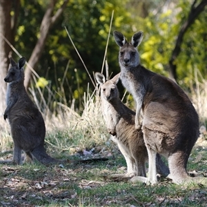 Macropus giganteus at Fyshwick, ACT - 13 Sep 2024