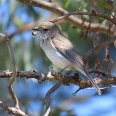 Pachycephala pectoralis (Golden Whistler) at Fyshwick, ACT - 13 Sep 2024 by RodDeb