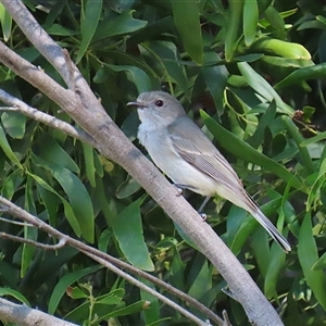 Pachycephala pectoralis at Fyshwick, ACT - 13 Sep 2024