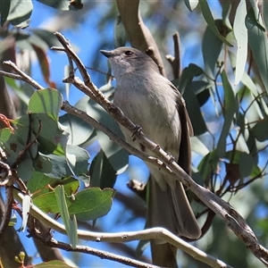 Pachycephala pectoralis at Fyshwick, ACT - 13 Sep 2024