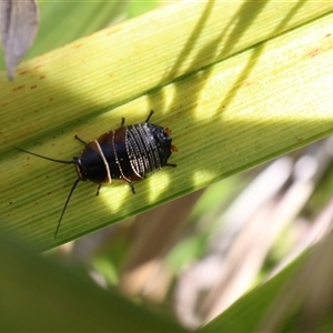 Ellipsidion australe at Lyons, ACT - 14 Sep 2024 01:46 PM