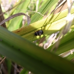 Ellipsidion australe at Lyons, ACT - 14 Sep 2024 01:46 PM