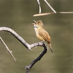 Acrocephalus australis (Australian Reed-Warbler) at Fyshwick, ACT - 13 Sep 2024 by RodDeb