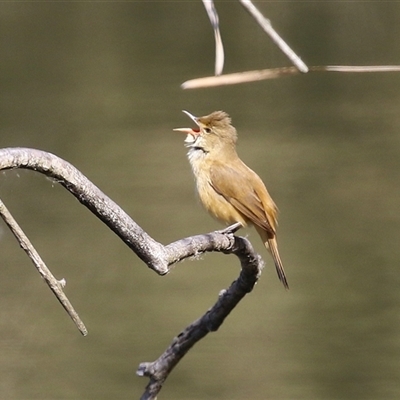 Acrocephalus australis (Australian Reed-Warbler) at Fyshwick, ACT - 13 Sep 2024 by RodDeb