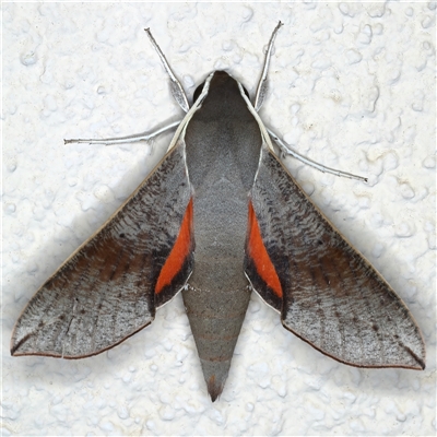 Hippotion scrofa (Coprosma Hawk Moth) at Ainslie, ACT - 9 Sep 2024 by jb2602