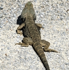 Pogona barbata at Capertee, NSW - 14 Sep 2024 by ScottandMandy