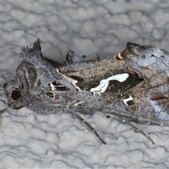 Chrysodeixis argentifera (Tobacco Looper) at Ainslie, ACT - 9 Sep 2024 by jb2602