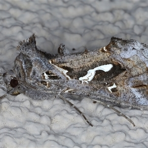 Chrysodeixis argentifera at Ainslie, ACT - 9 Sep 2024 11:50 PM