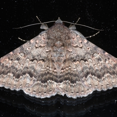 Eudesmeola lawsoni (Lawson's Night Moth) at Ainslie, ACT - 10 Sep 2024 by jb2602