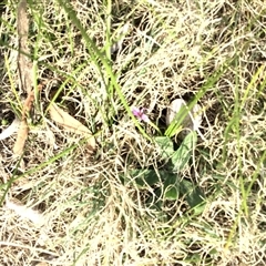 Romulea minutiflora (Small-flowered Onion Grass) at Wanniassa, ACT - 14 Sep 2024 by Quinat57