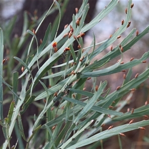 Bossiaea grayi at Lyons, ACT - suppressed