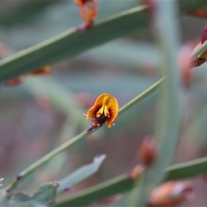 Bossiaea grayi at Lyons, ACT - suppressed